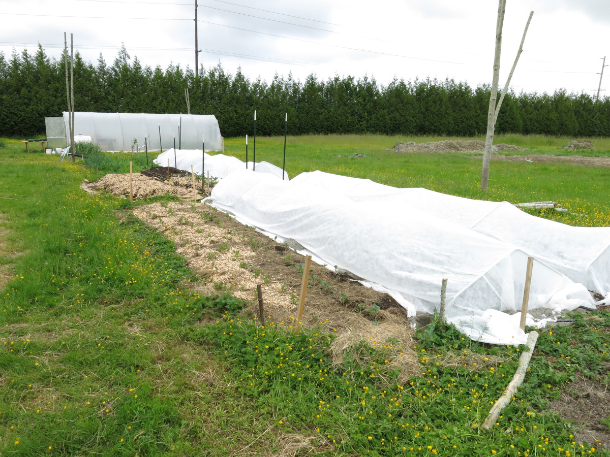 a picture of our garden