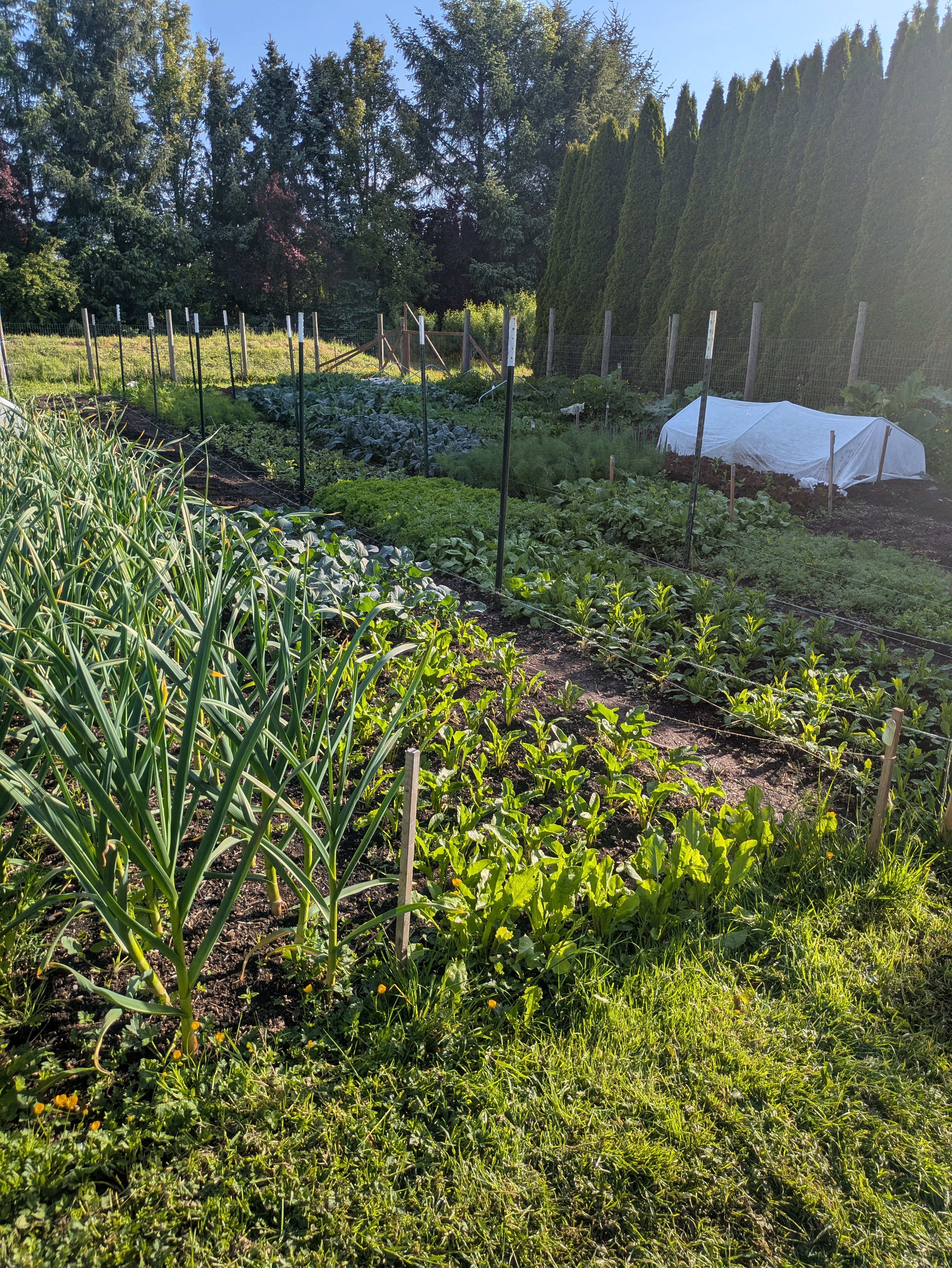 a picture of our garden